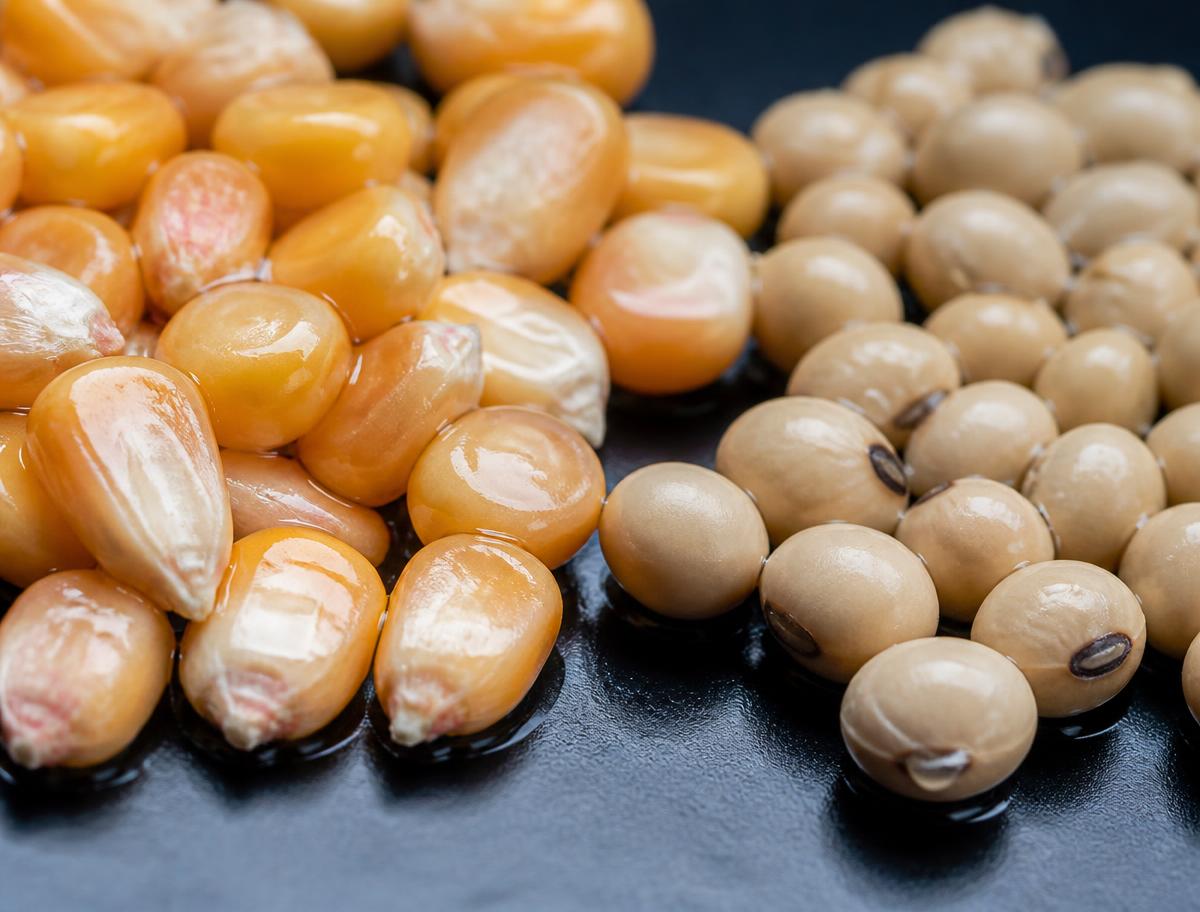 Biologicals & Inoculants